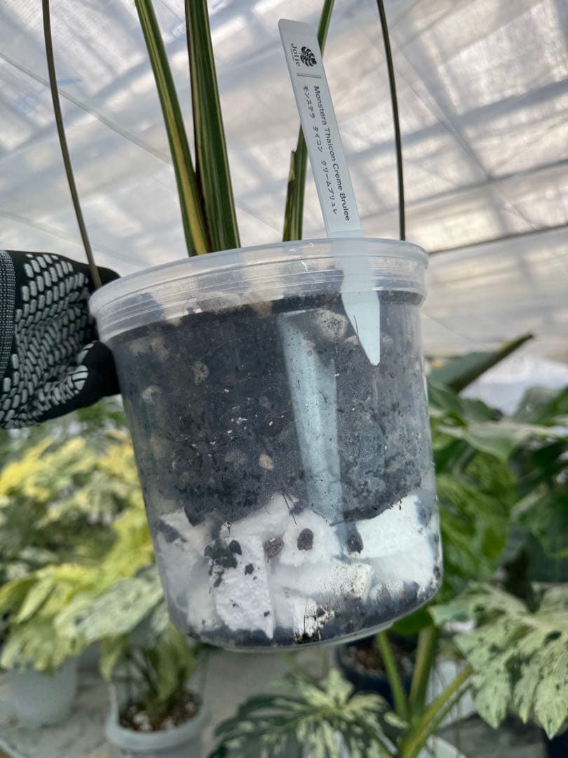 X1モンステラ　クリームブリュレ　成長点カット苗