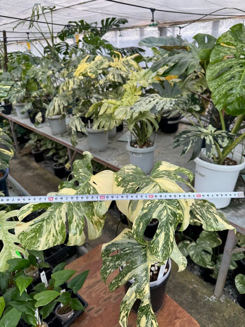 X1モンステラ　クリームブリュレ　成長点カット苗