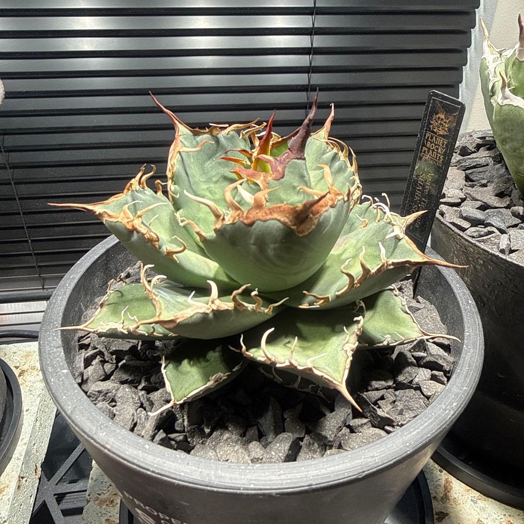 アガベ　シャークソウイ　shark soui 親株