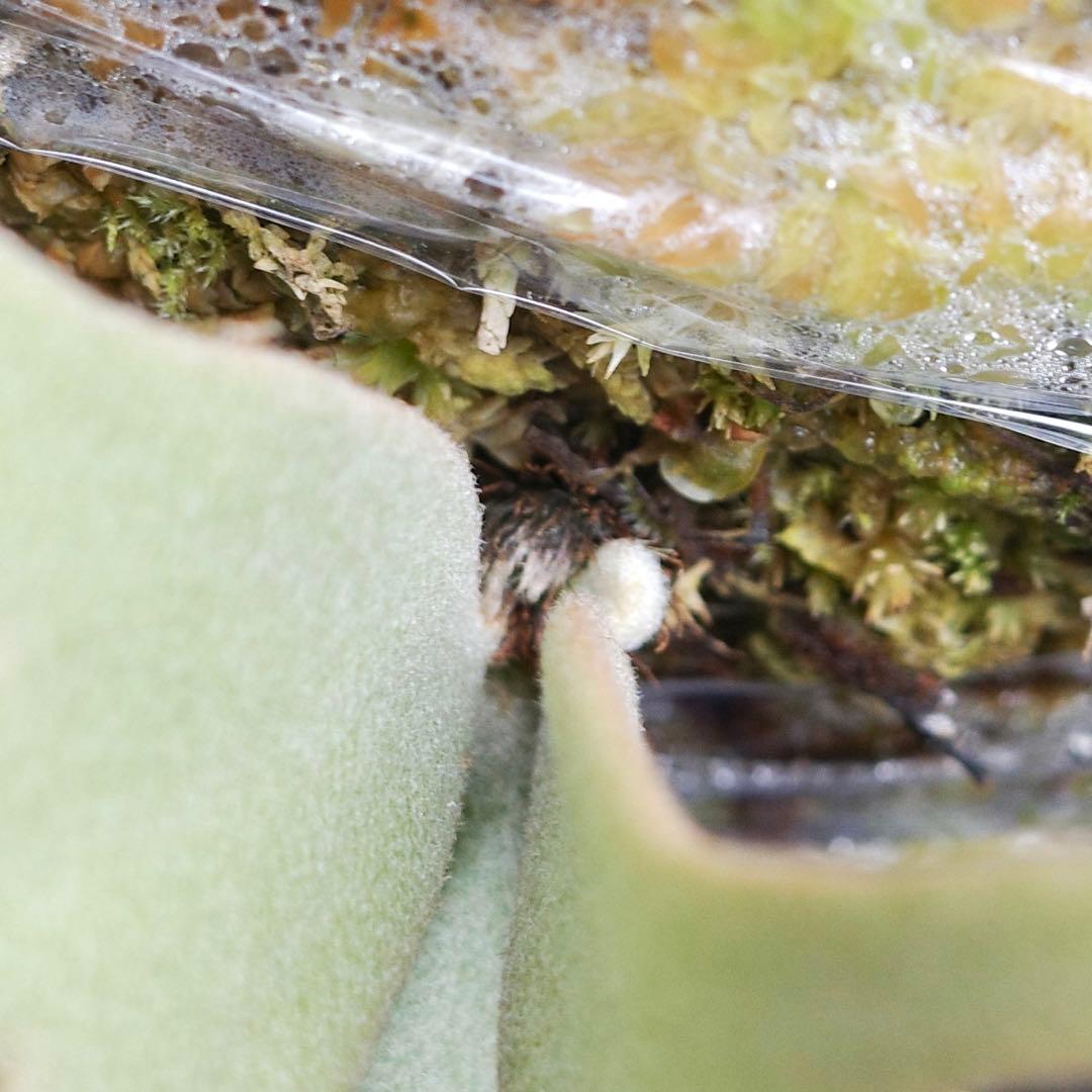 P.Jenny #1 OC ジェニー ビカクシダ 子株