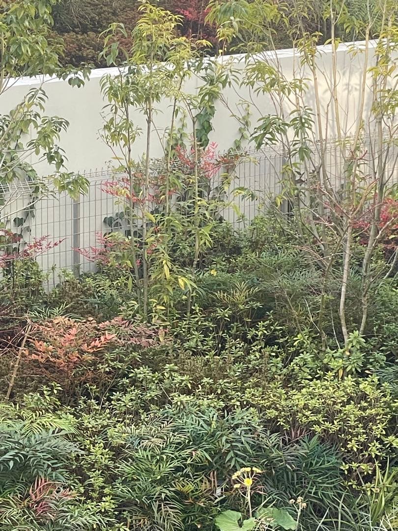 Apple iPhone 12 128GB 海外中古購入 SIMフリー