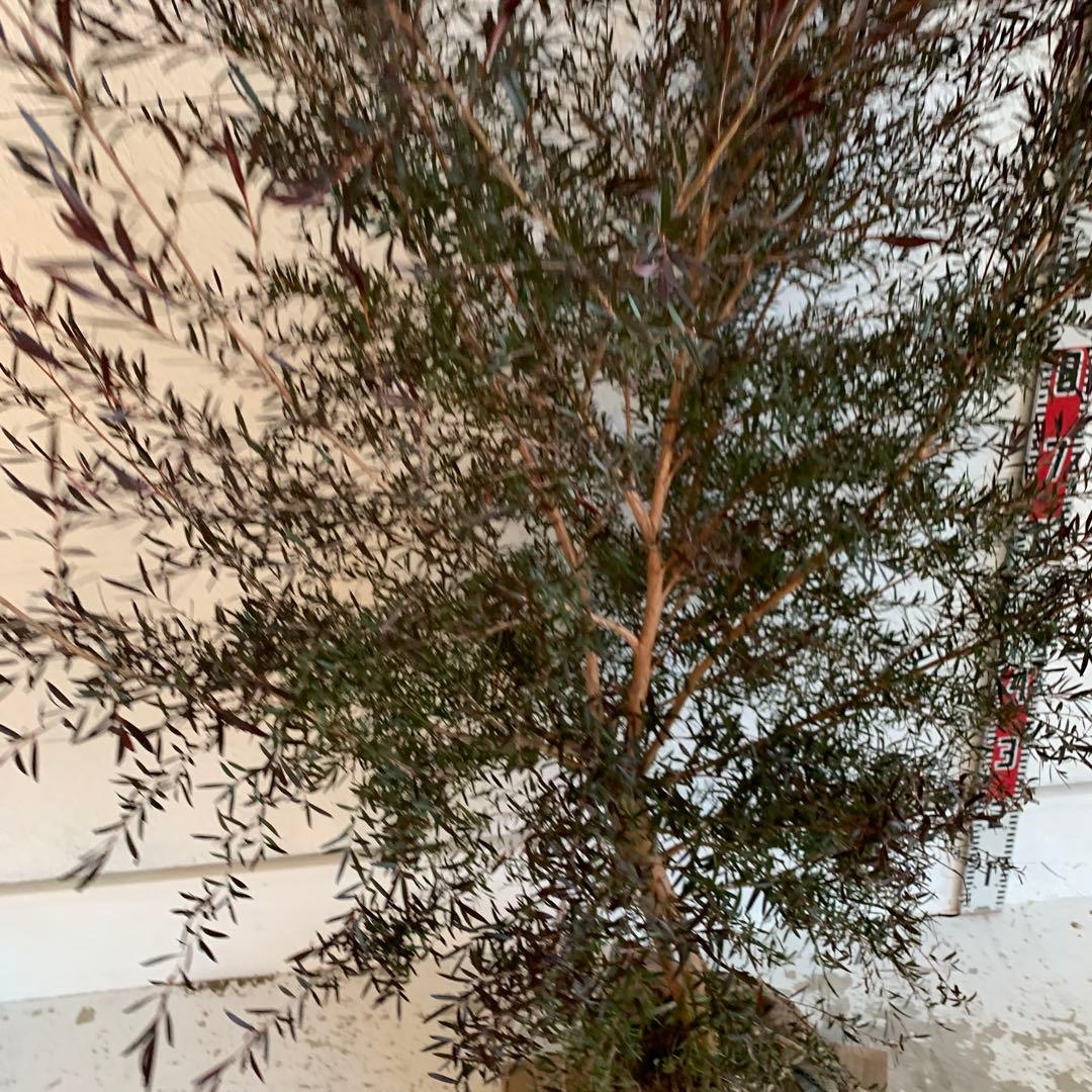 大株　メラレウカ　カッパーグロー　ティーツリー　ブラック　紅葉　銅葉　49