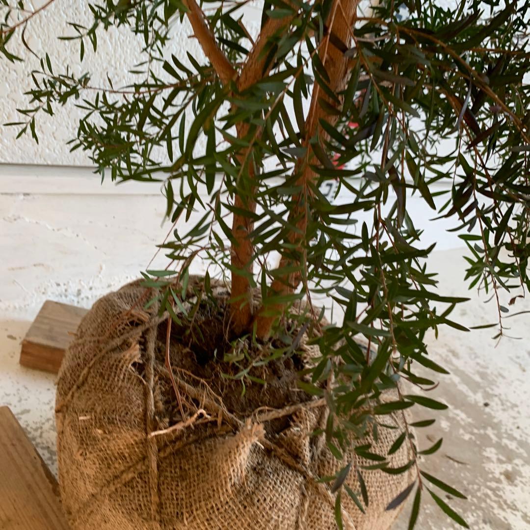 大株　メラレウカ　カッパーグロー　ティーツリー　ブラック　紅葉　銅葉　49