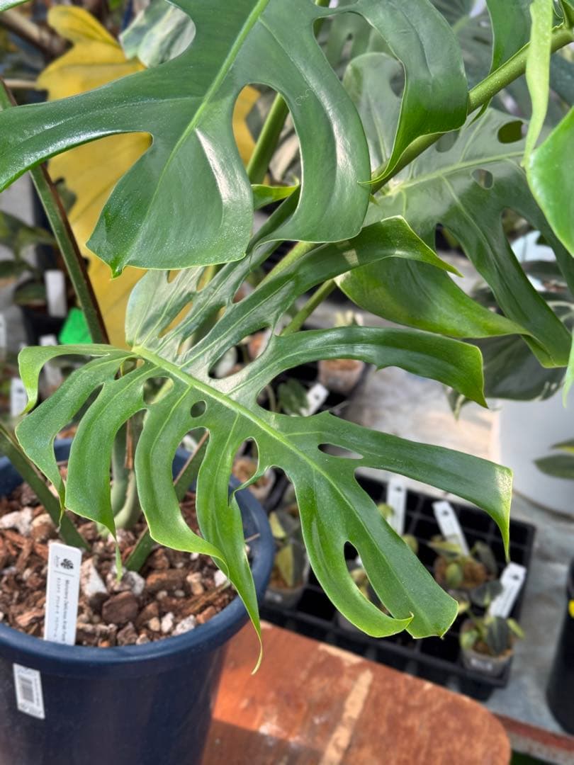 アラブフォーム \"エロンガータエ\" イーロンガーター　コンパクト　激レア