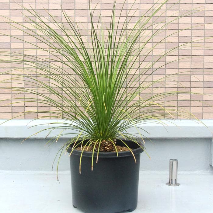 ■01　ダシリリオン ロンギシマム　Dasylirion longissimum