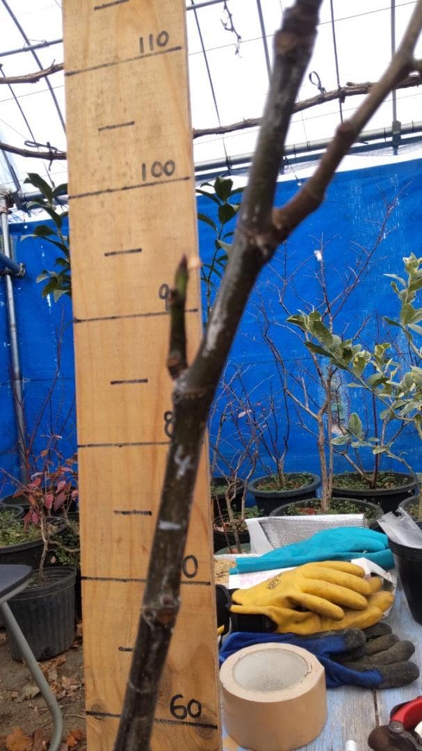 イチジク ブラックマデイラ 2年生8号鉢植えと穂木4本　 №2