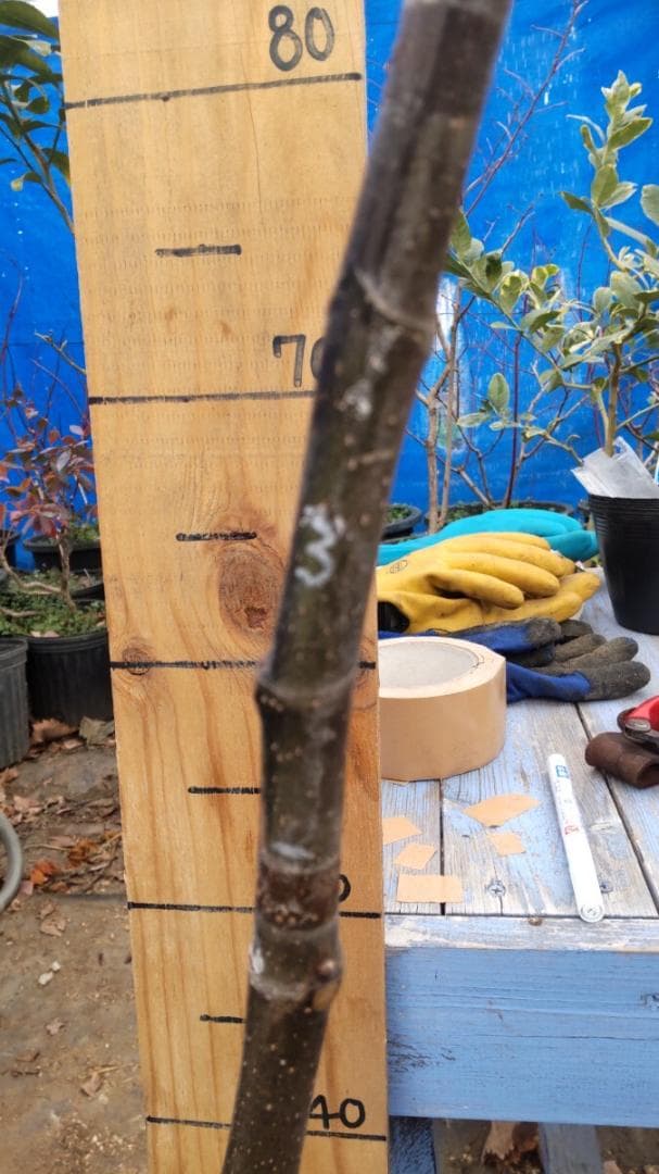 イチジク ブラックマデイラ 2年生8号鉢植えと穂木4本　 №2