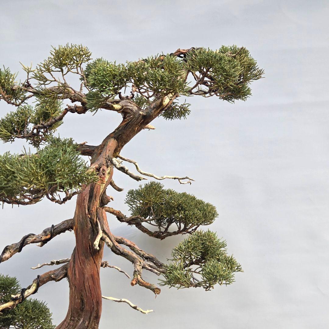 真柏　[石付き模様木]　大品盆栽