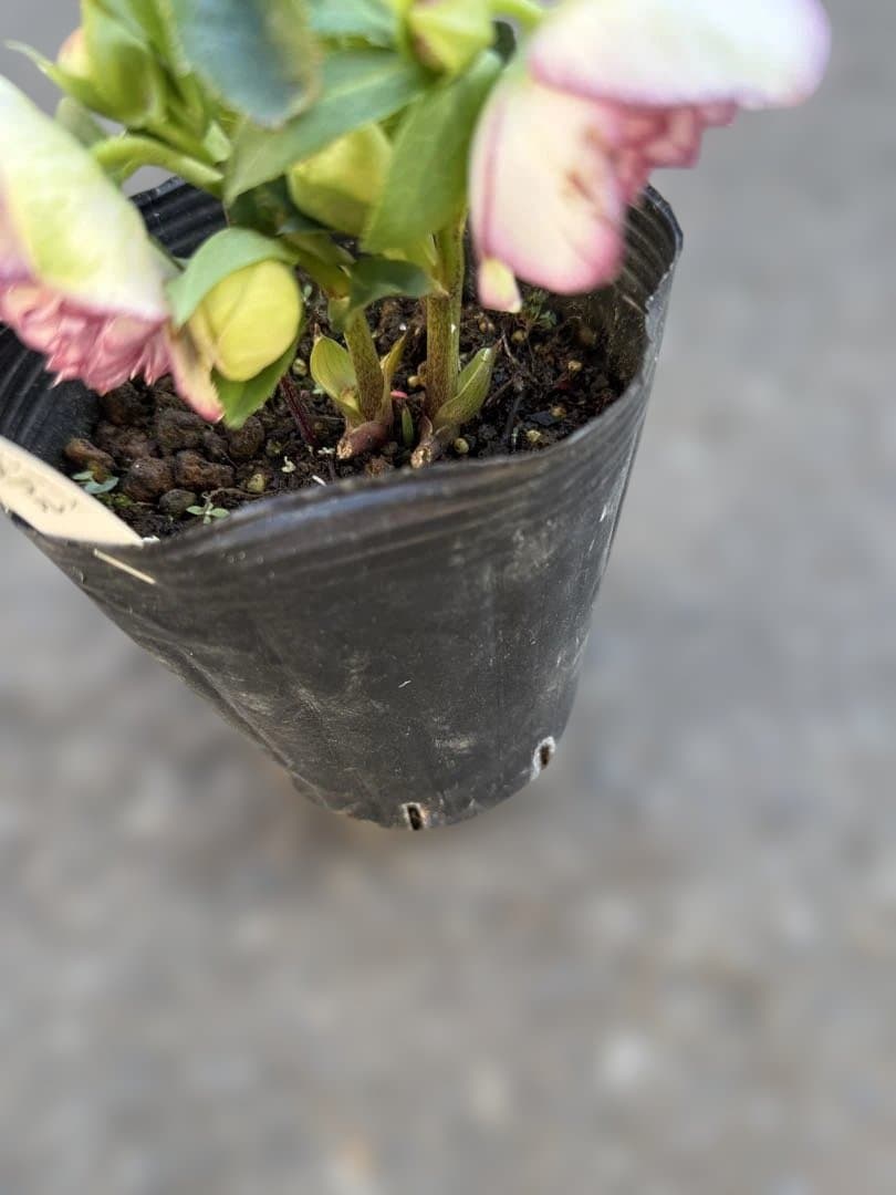 ★鮮やかピコティ　ホワイト小輪★クリスマスローズ開花株