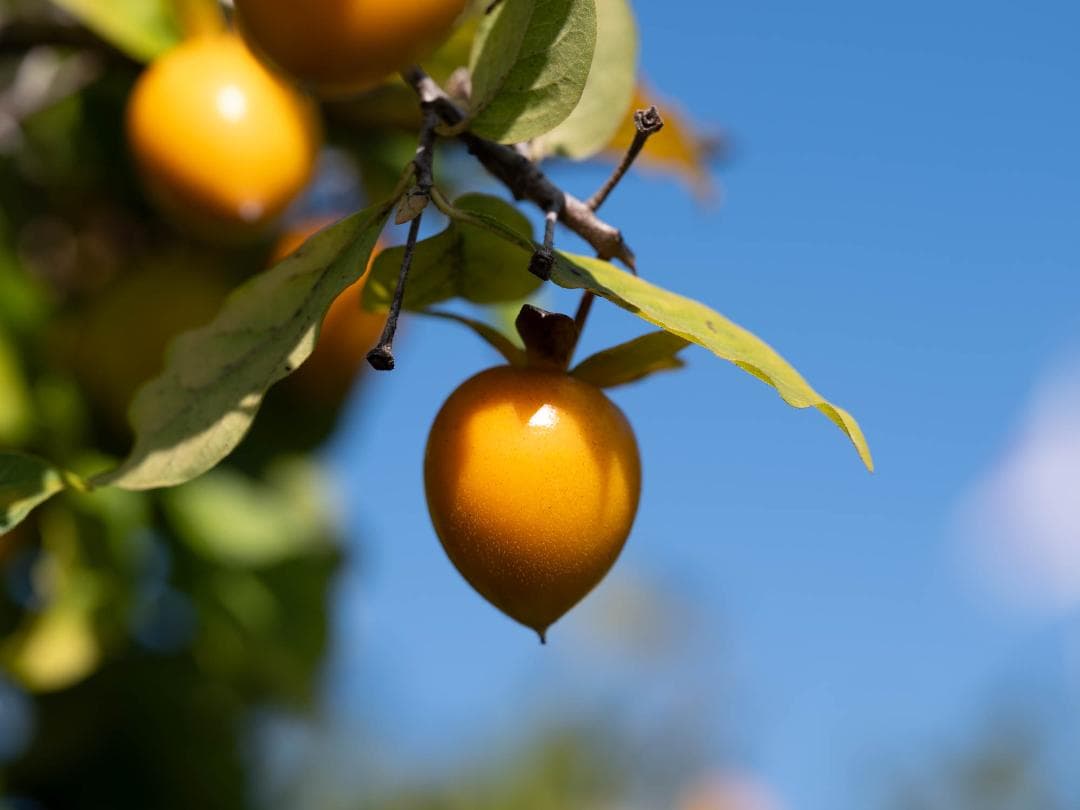 SIGMA 70mm F2.8 DG MACRO Lマウント
