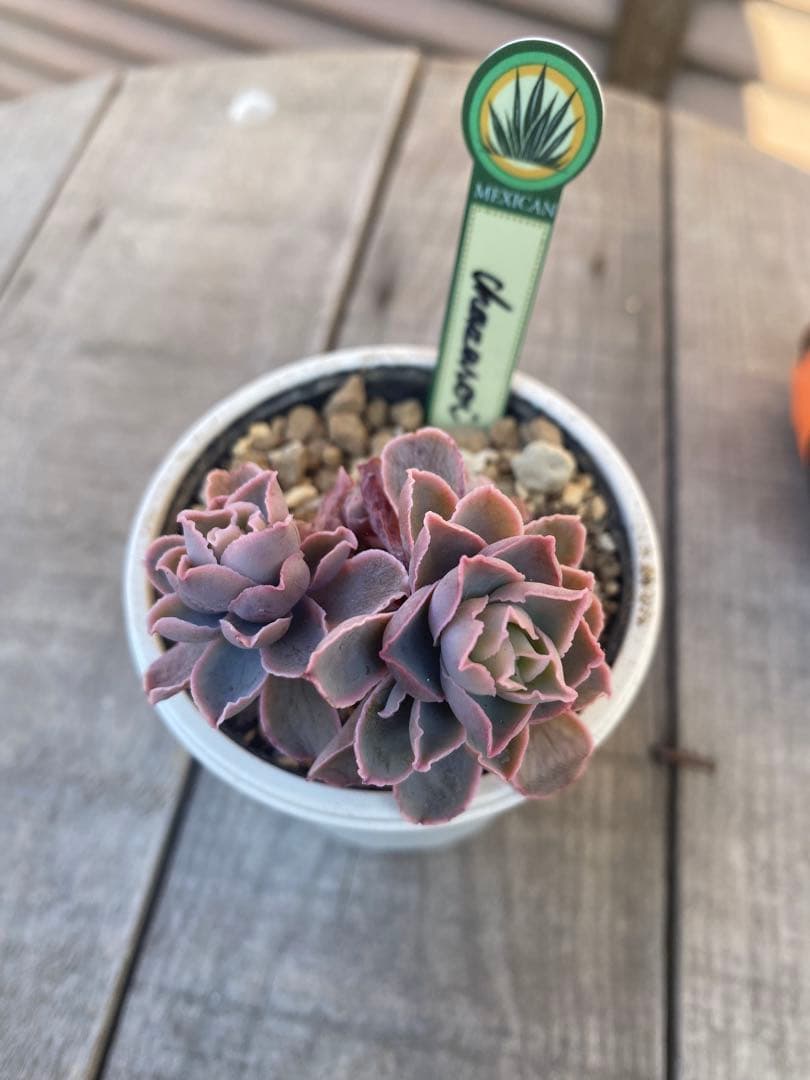 リクエスト　4頭群生　原種　チャザロイ　Chazaroi エケベリア