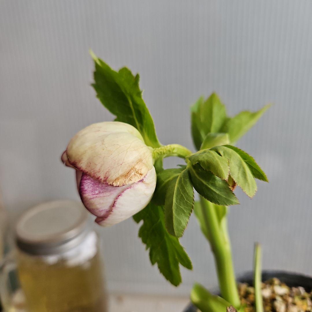 ㉖-498クリスマスローズ