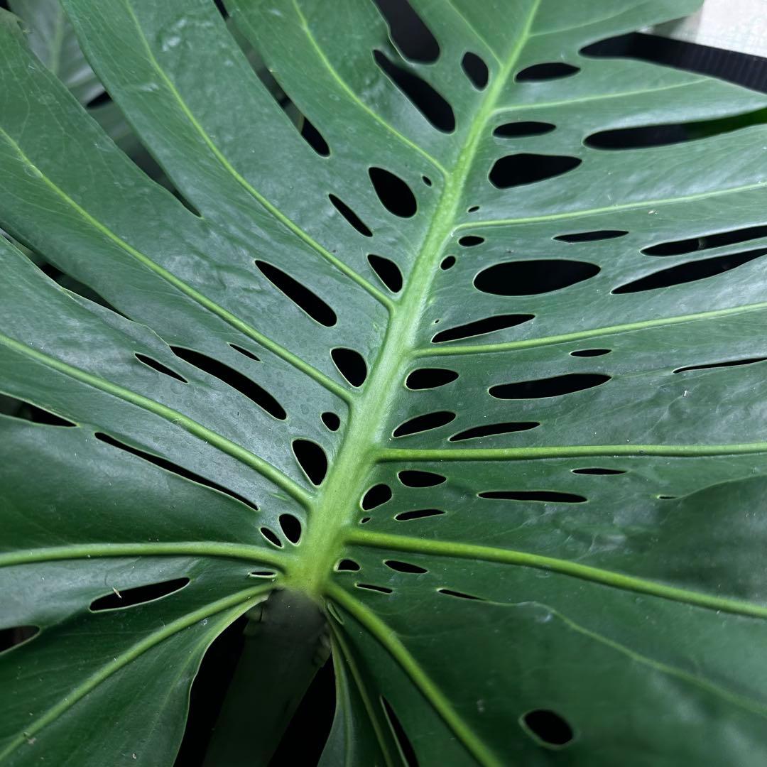 Remnモンステラデリシオーサマクロコズム超希少系統鉢植え102㎝