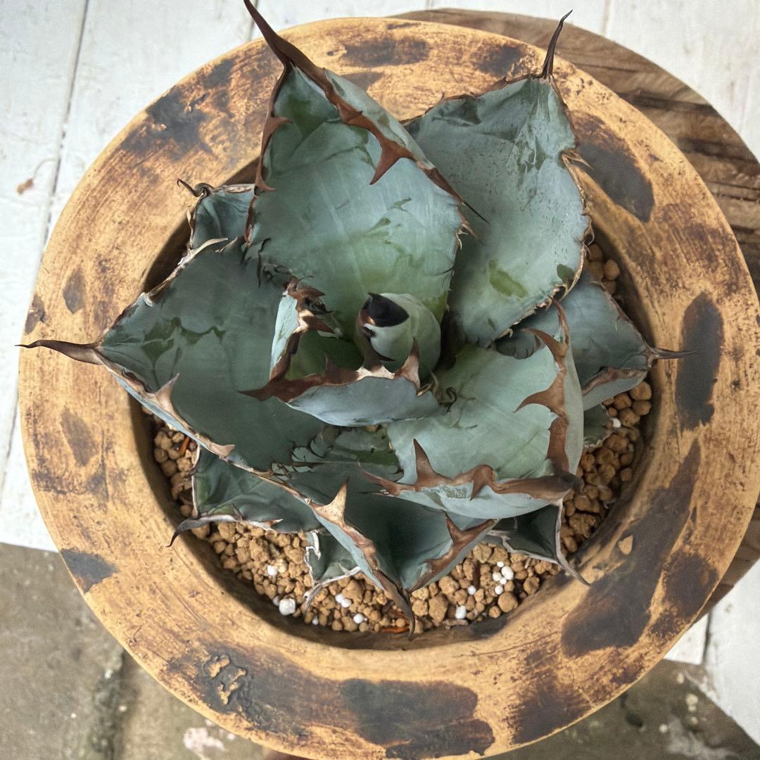 アガベ　ブラックアンドブルー