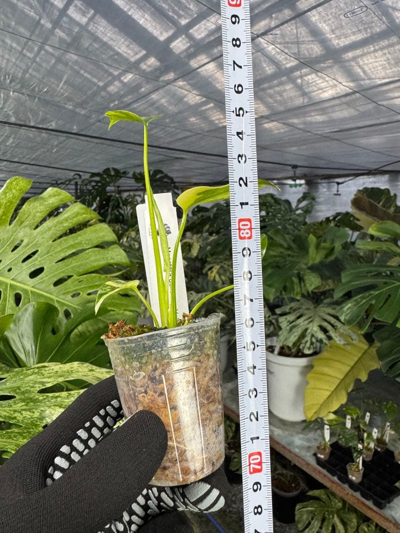 8モンステラ　イエローマリリン　黄斑入り　ネコポス