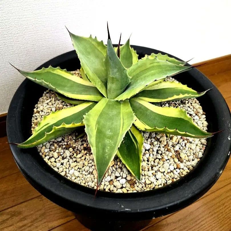 オバティフォリア　オルカ