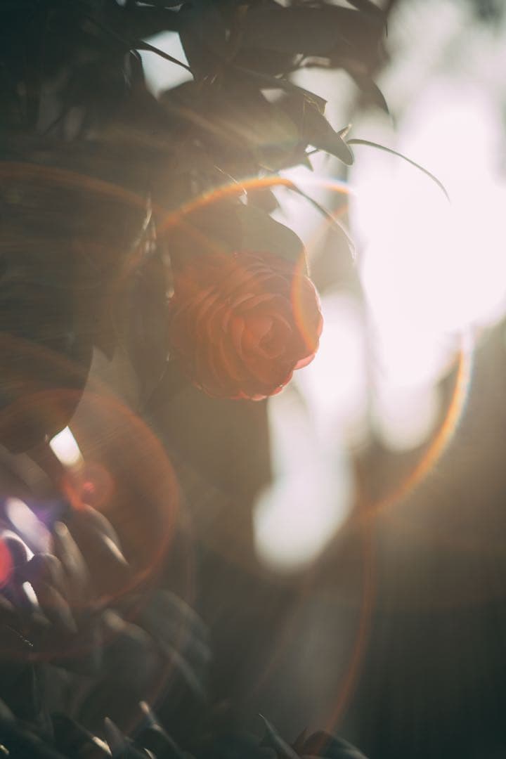【美フレア】Super Takumar 55mm f1.8