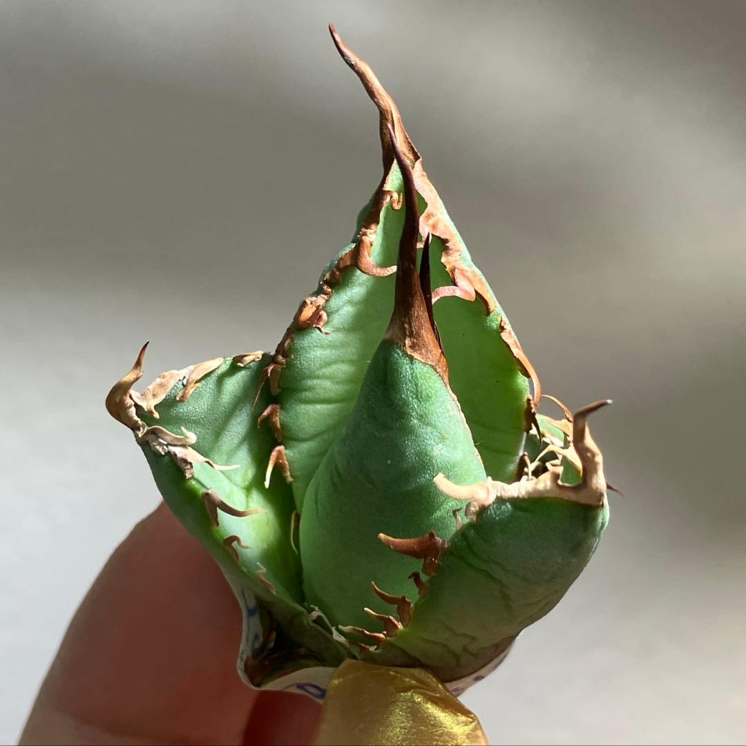 匿名配送【初売り】⑤REZA産　イラン　アガベ　Tarantula タランチュラ