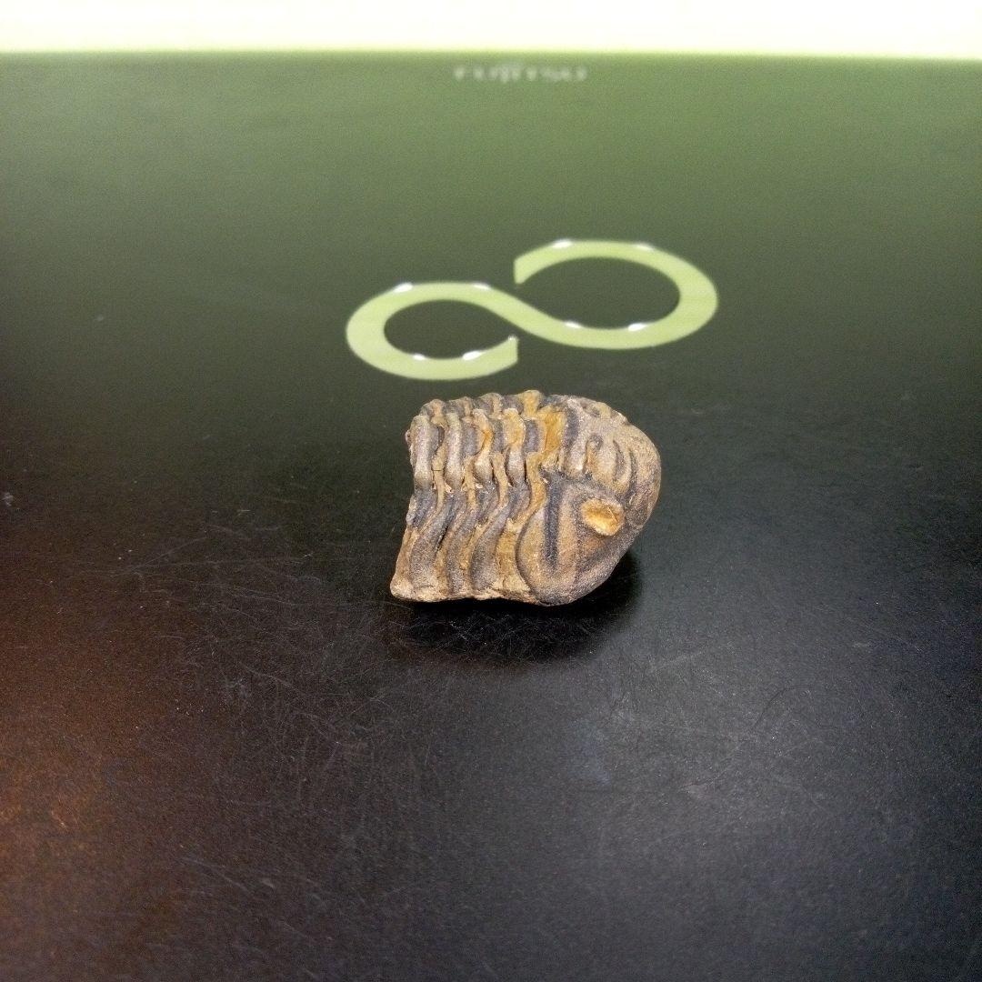 三葉虫　化石　fossil　ボリビア産　trilobite　三葉虫判別①