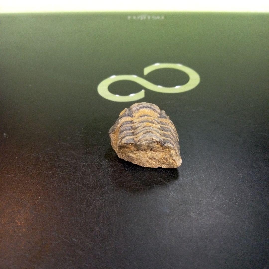 三葉虫　化石　fossil　ボリビア産　trilobite　三葉虫判別①