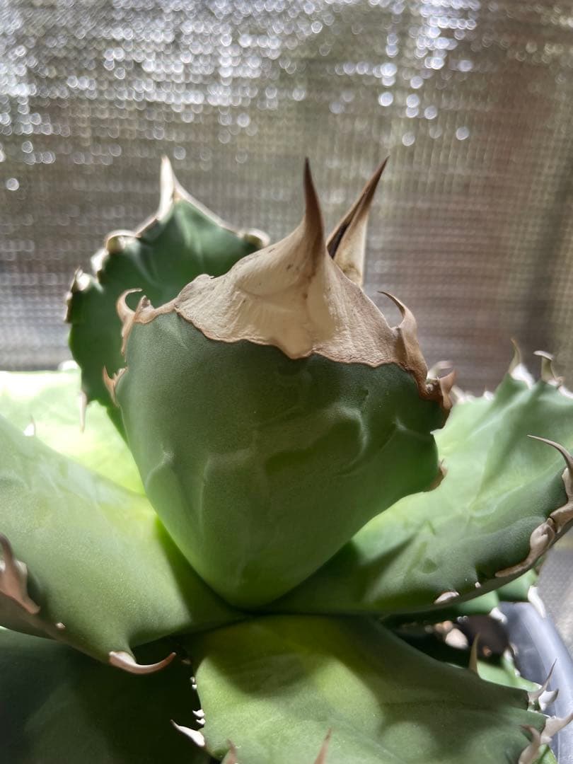 アガベ　ホワイトファイヤー　5号