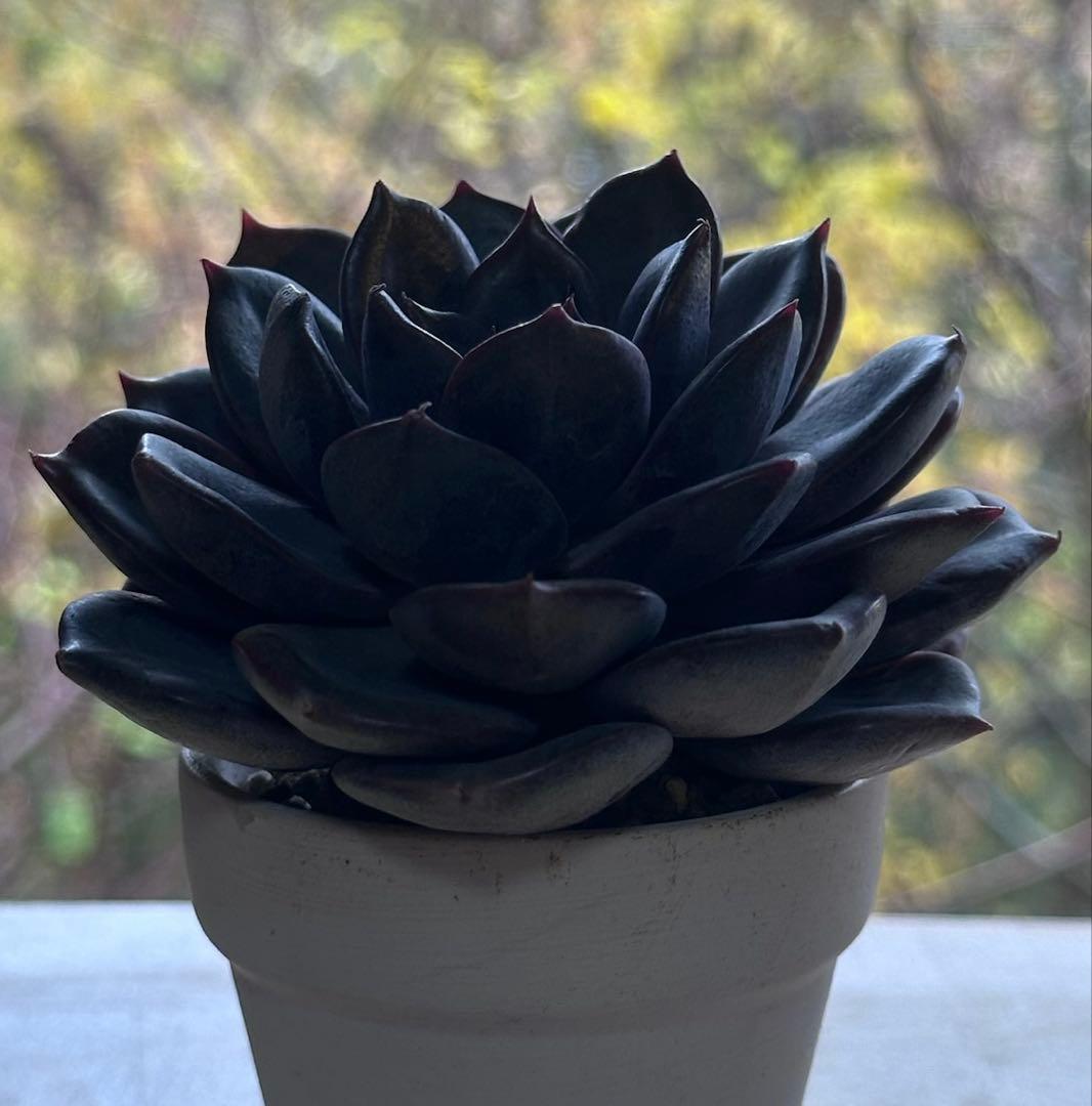 や*る様 2401 新入荷　ブラックチョコレート　エケベリア　多肉　撮影12月2