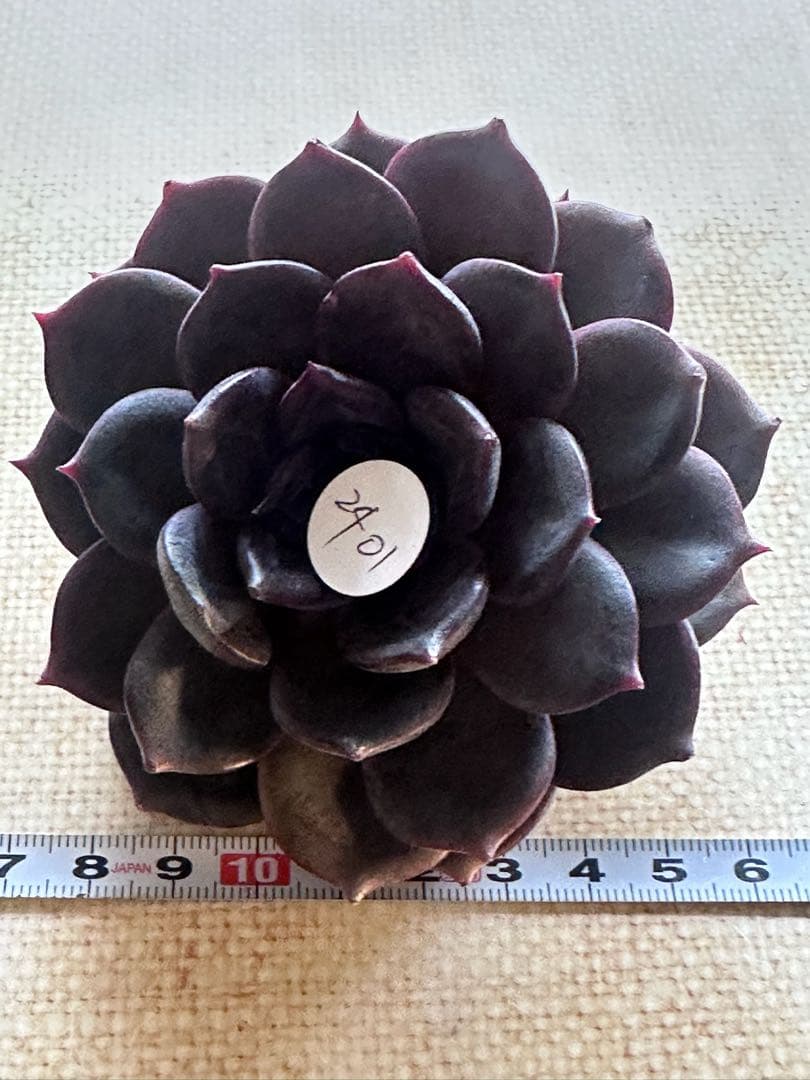 や*る様 2401 新入荷　ブラックチョコレート　エケベリア　多肉　撮影12月2