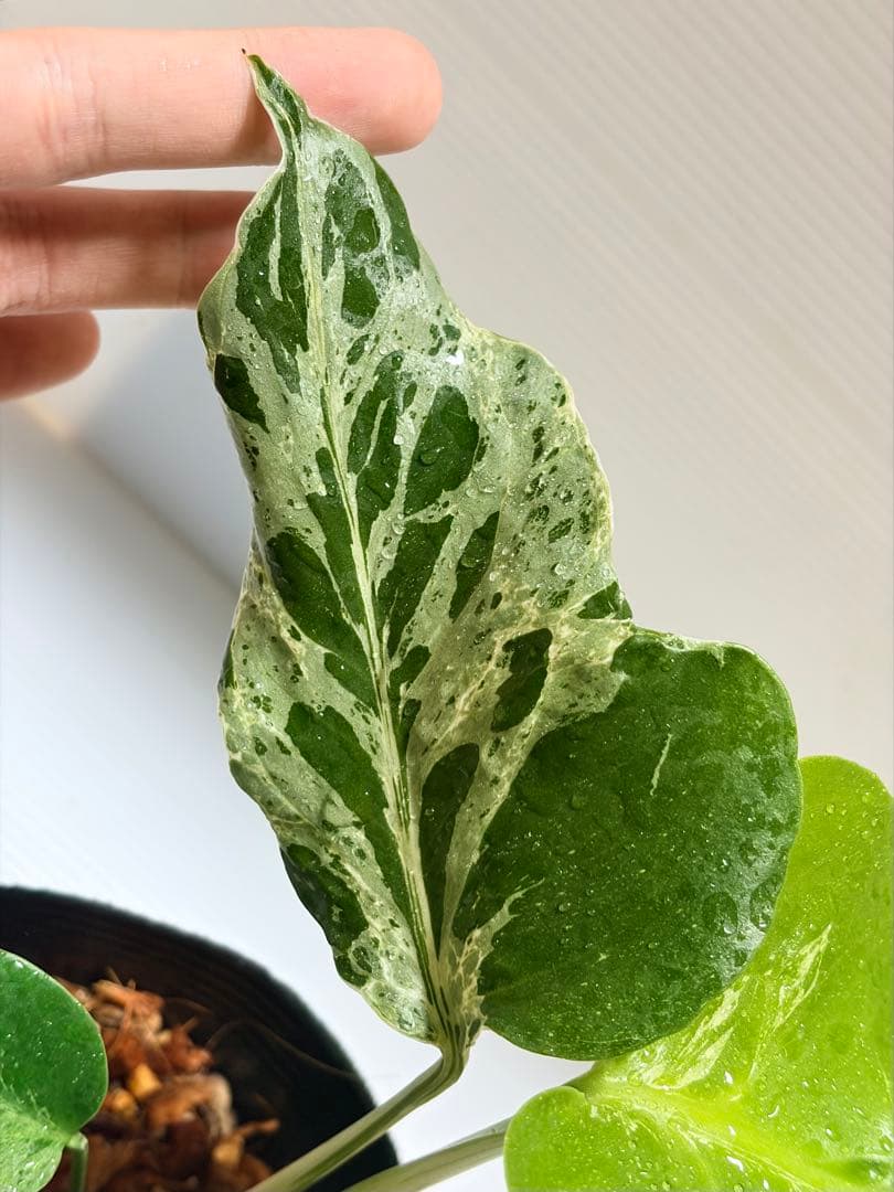 ☆美株☆ モンステラ バルバソー バルバソウル フシギダネ