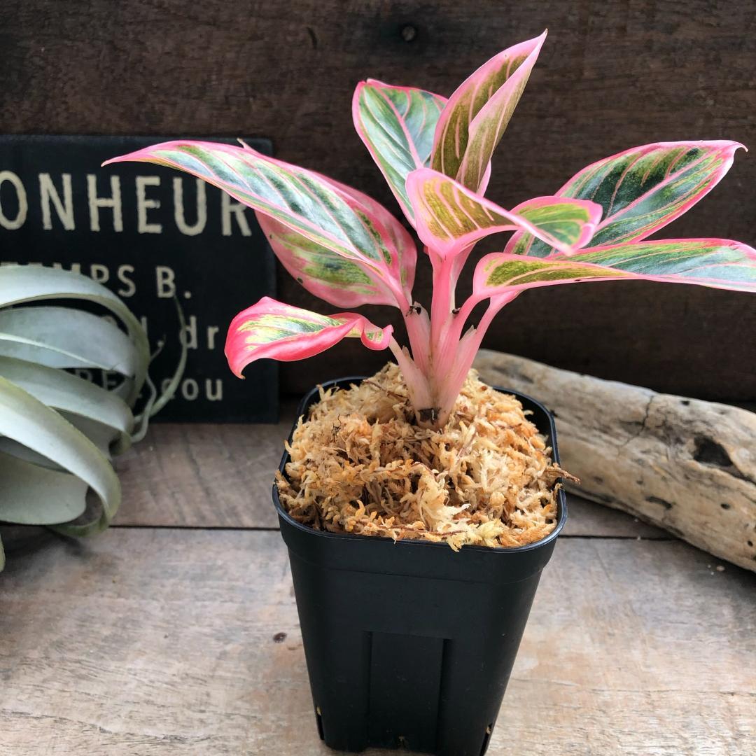 ★ポットごと♡ロータス デライト♡アグラオネマ♡希少♡観葉植物