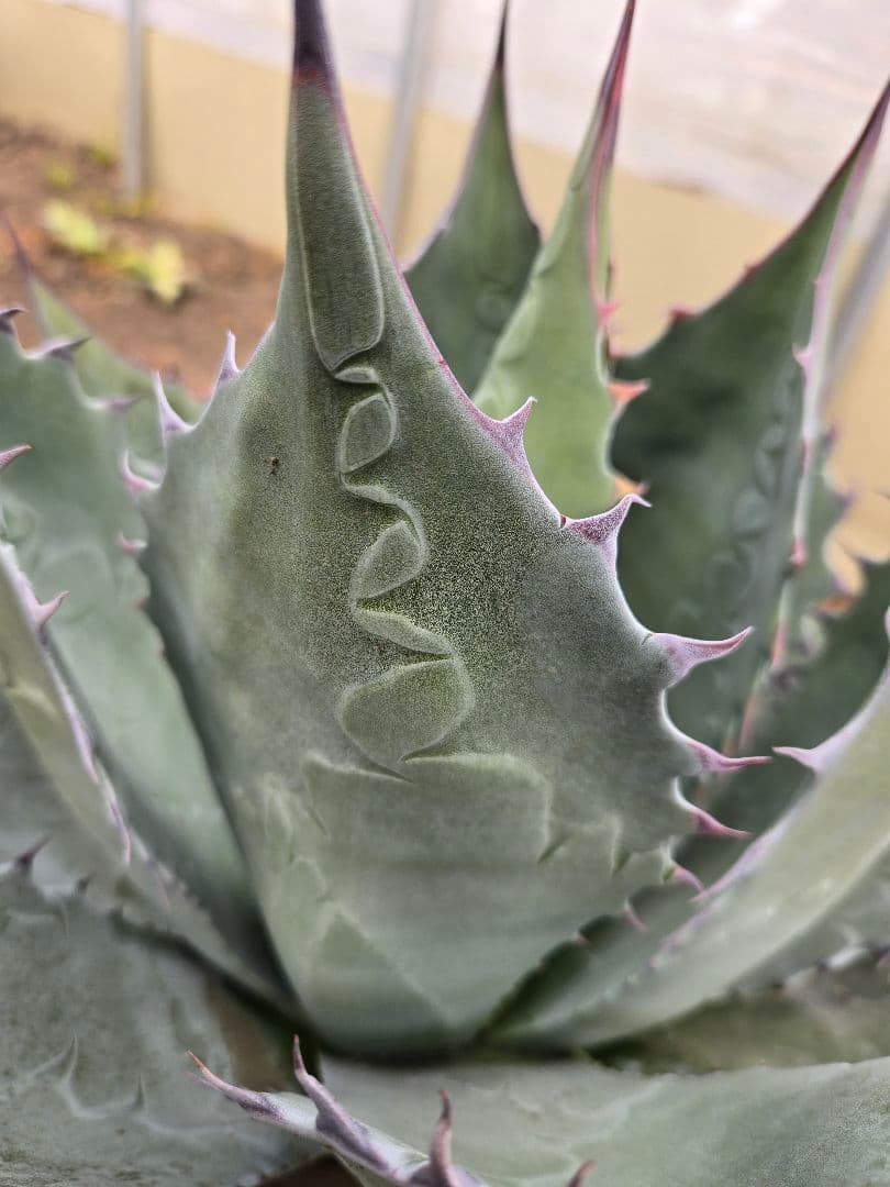 アガベ　パラサナ×マルガリータ　ハイブリッド　親株