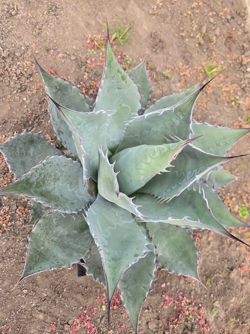 アガベ　パラサナ×マルガリータ　ハイブリッド　親株