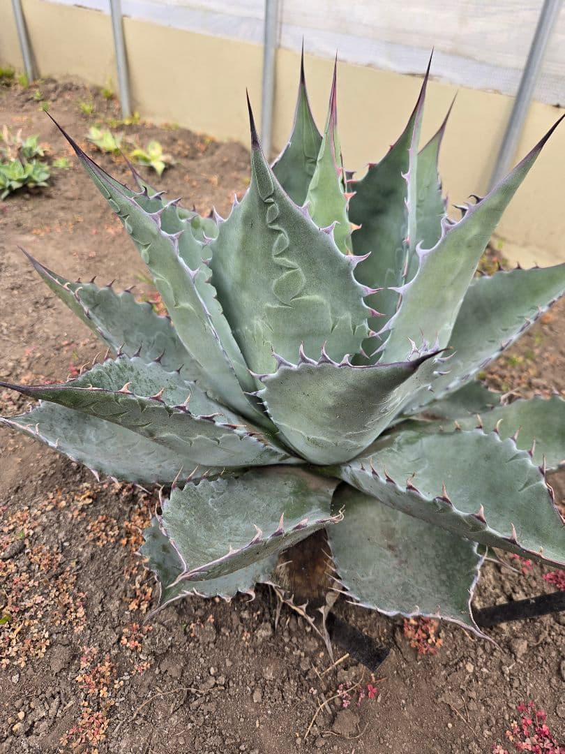 アガベ　パラサナ×マルガリータ　ハイブリッド　親株