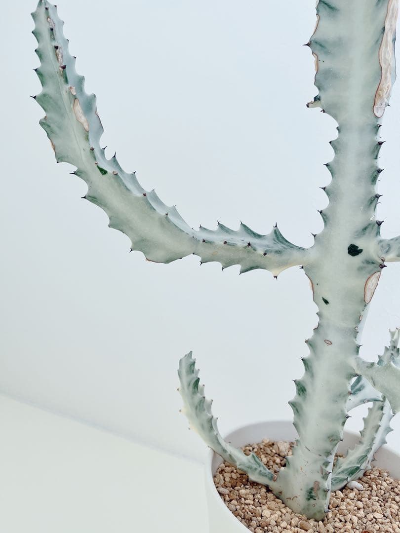 ホワイトゴースト　ユーフォルビア　　インテリアグリーン　サボテン　大型