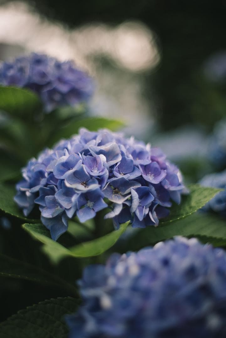 トロけるボケならF1.4！SMC takumar 50mm F1.4 M42