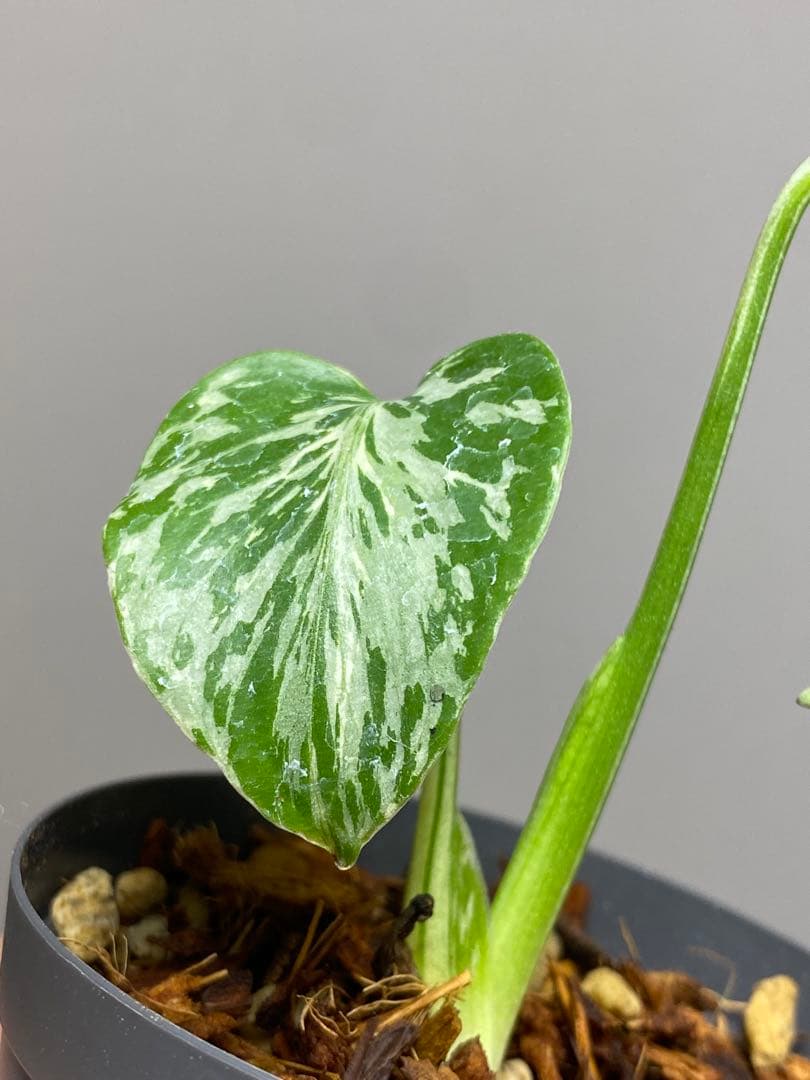 T*T様 【将来有望株‼️】モンステラ　デリシオーサ　バルバソー　フシギダネ/ベ