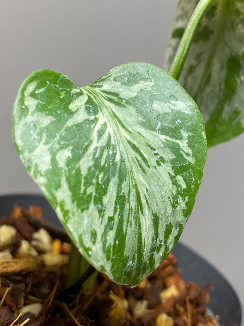 T*T様 【将来有望株‼️】モンステラ　デリシオーサ　バルバソー　フシギダネ/ベ