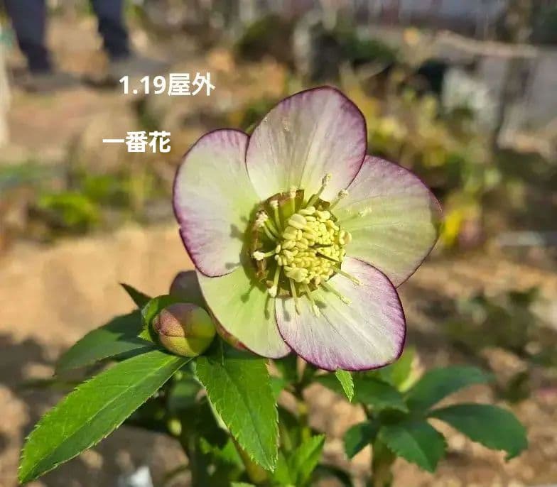 クリスマスローズ　ムルチ系ヒデコートhyb 大木ナーセリー