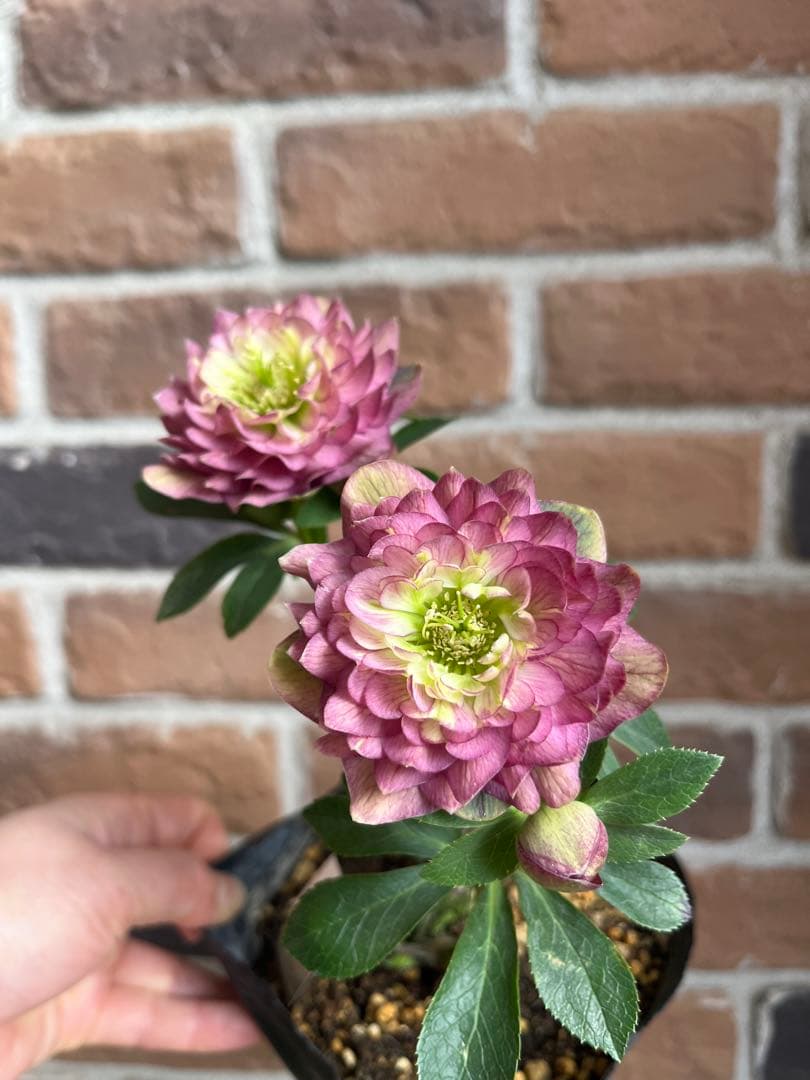 クリスマスローズ　加藤農園　開花株