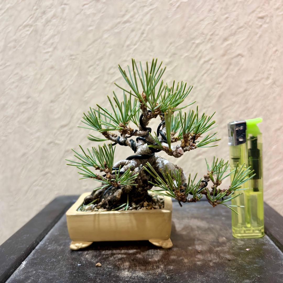 逸品！葉先までわずか9㎝　宮島五葉松　ミニ　小品　盆栽　真柏　黒松　紫陽花　楓