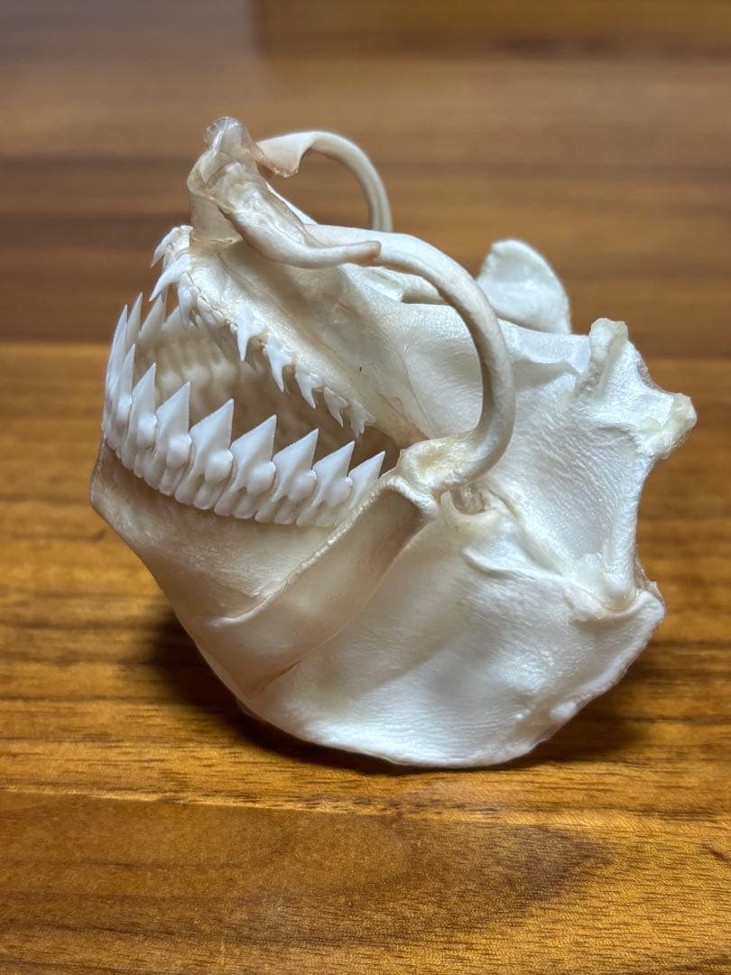 ヨロイザメ　顎標本