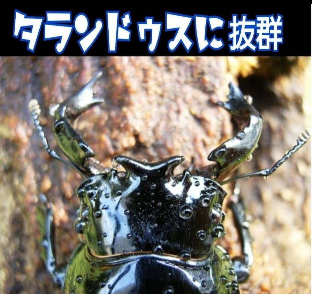 極上！カワラタケ菌糸瓶【8本】特殊アミノ酸強化配合！クワガタ幼虫全般に使えます！