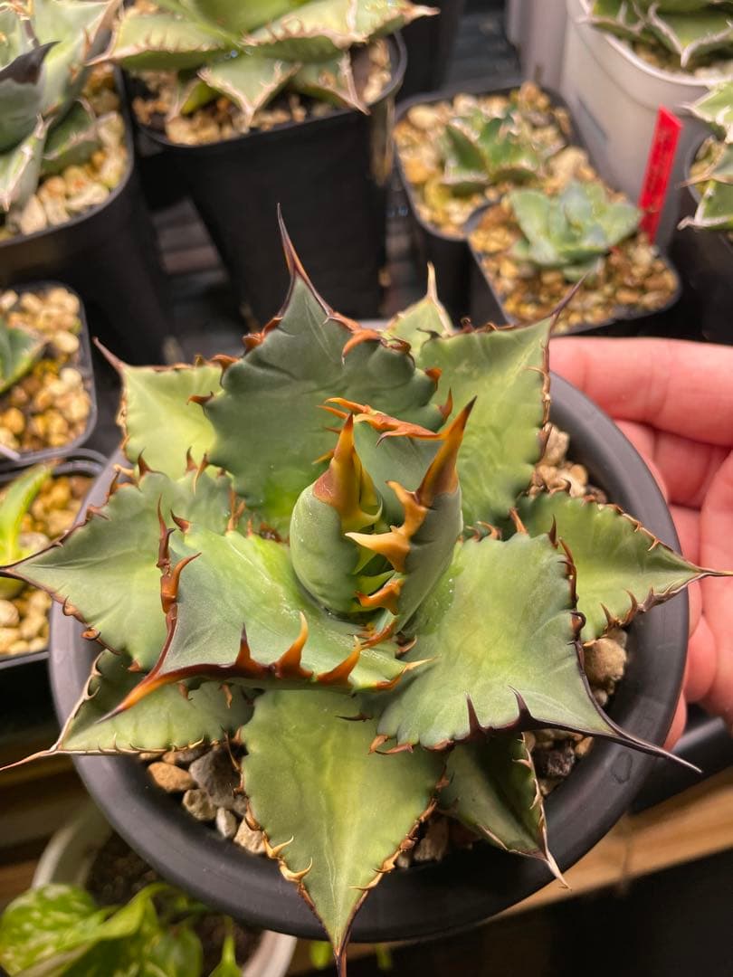 オテロイ 実生　選抜