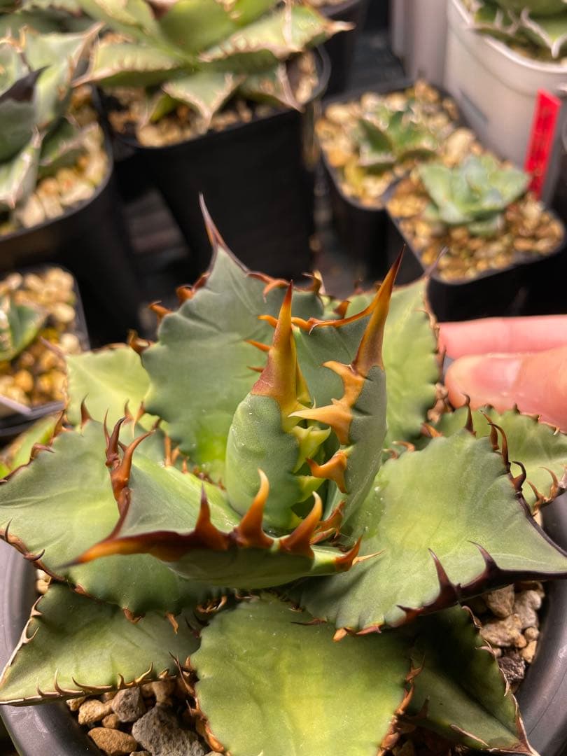 オテロイ 実生　選抜