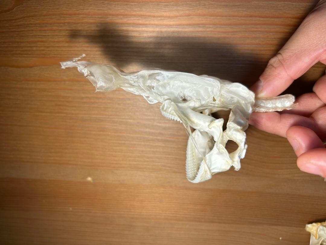 サガミザメの頭骨標本(サメ骨格)