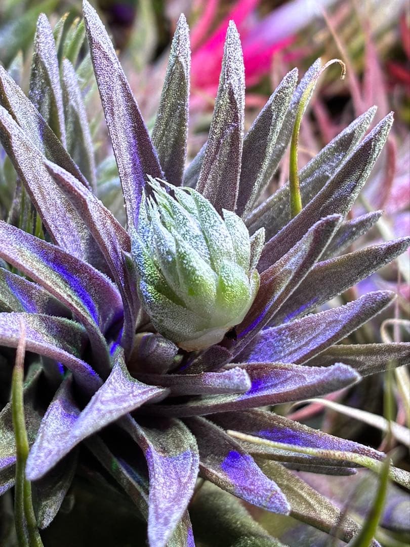 ブロメリア・エアープランツ Tillandsia ionantha 'Apretado' RFI