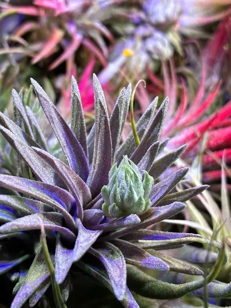 ブロメリア・エアープランツ Tillandsia ionantha 'Apretado' RFI