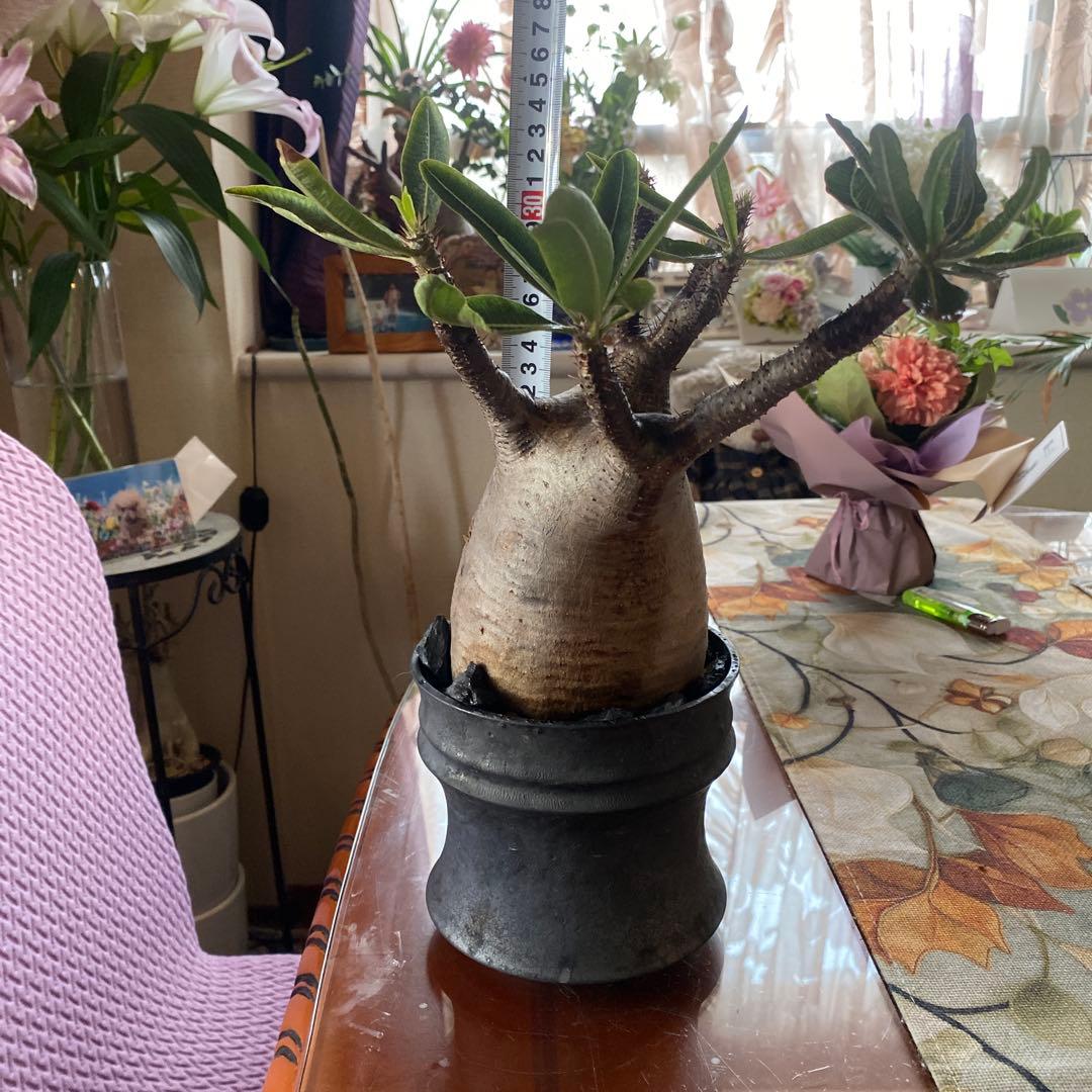 グラキリス大きめ現地球