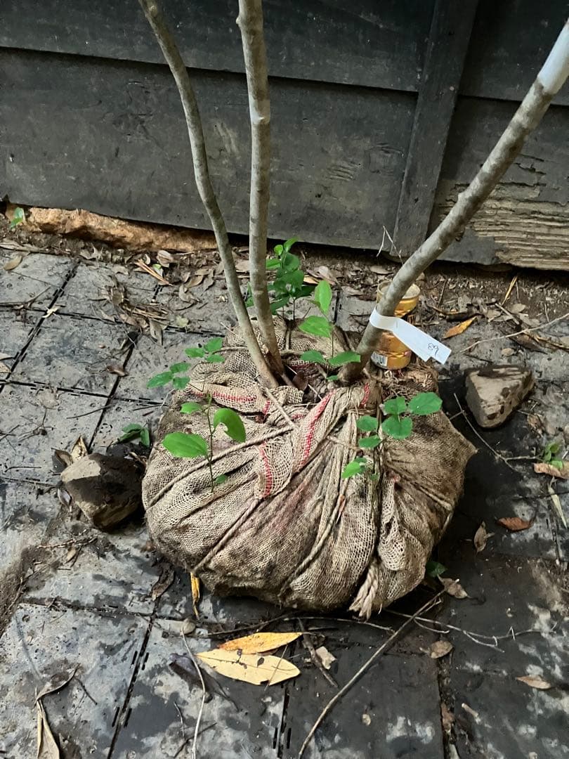 89 山採り　アオダモ