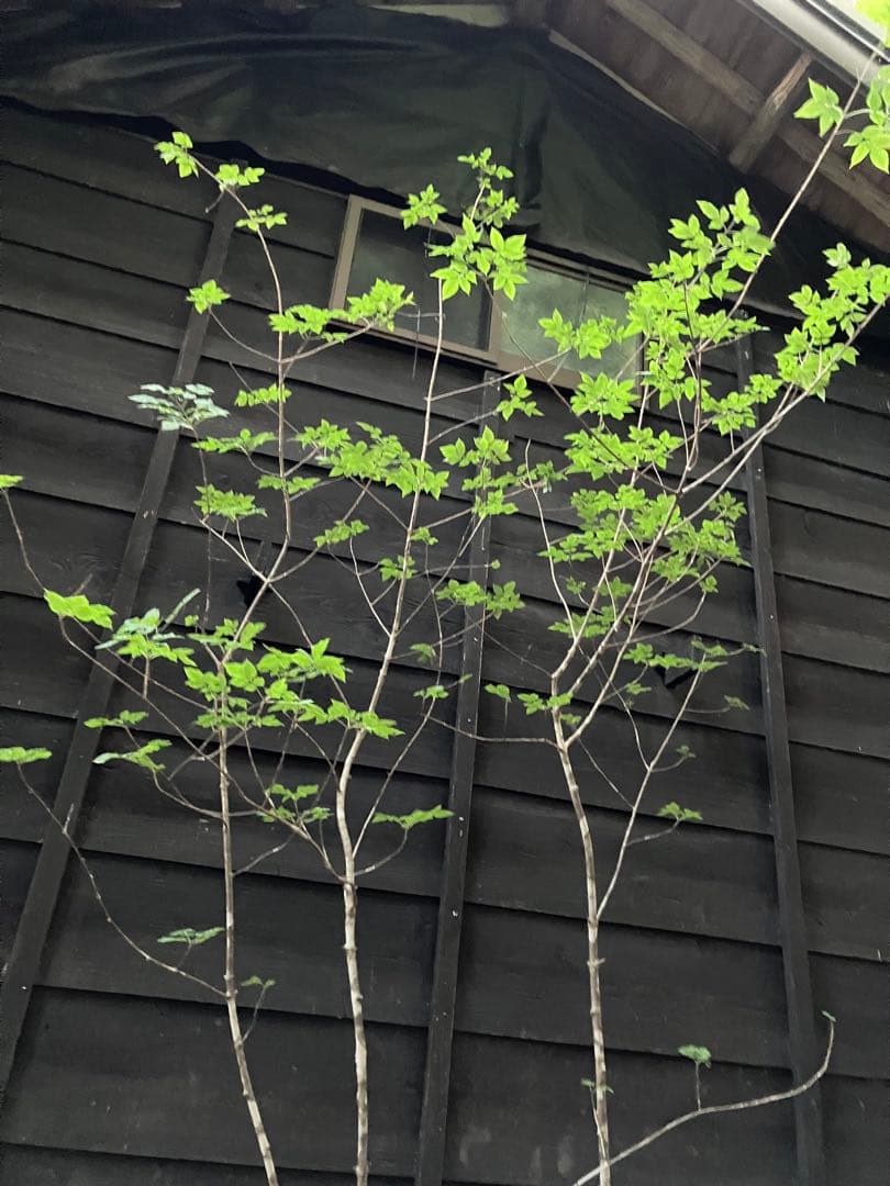 89 山採り　アオダモ