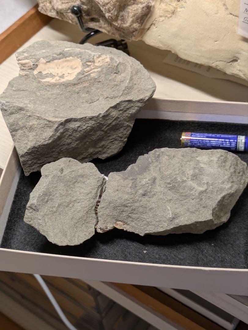 カニ　化石　標本　地学　原石